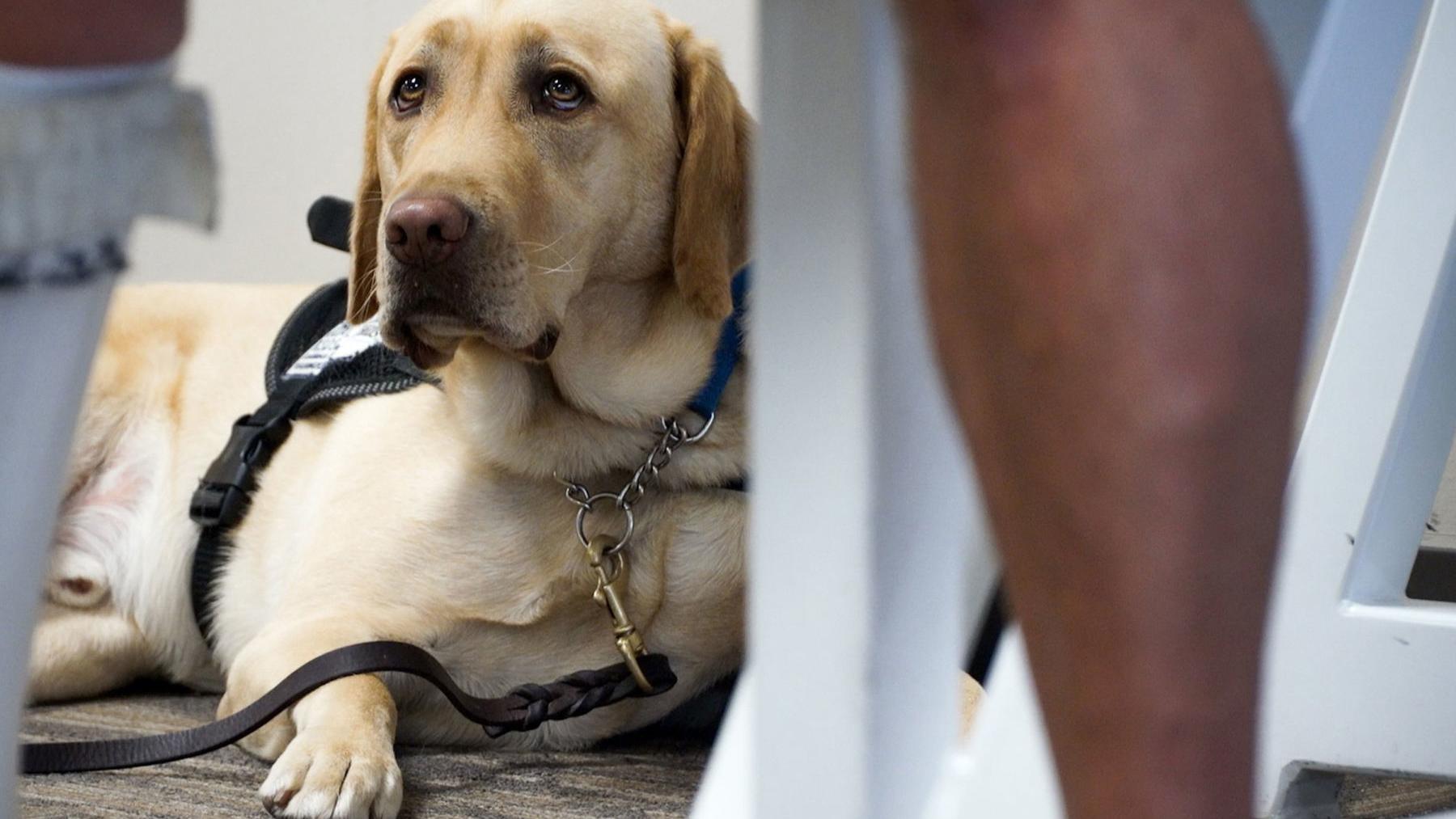 Arizona makes misrepresenting pets as service animals illegal